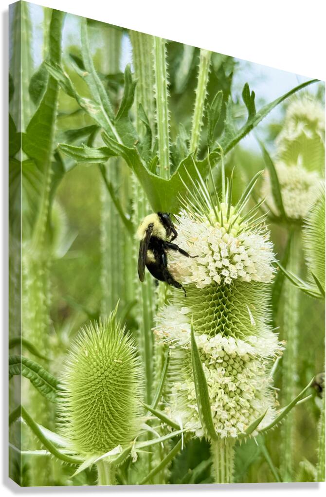 Teasel’s Midday Guest Canvas Print