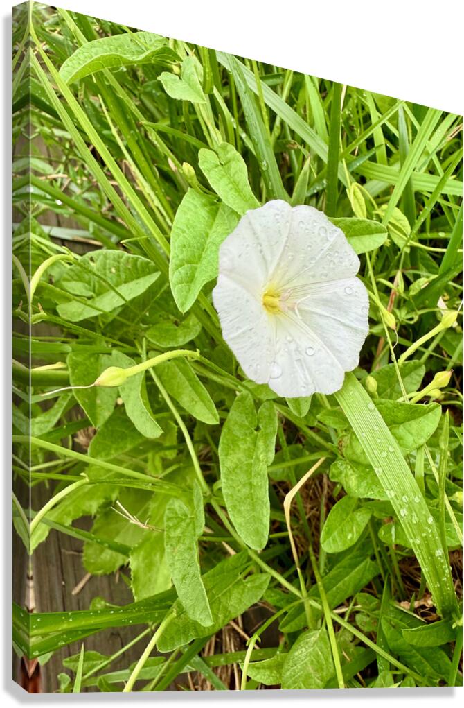 Bindweed Poise Canvas Print