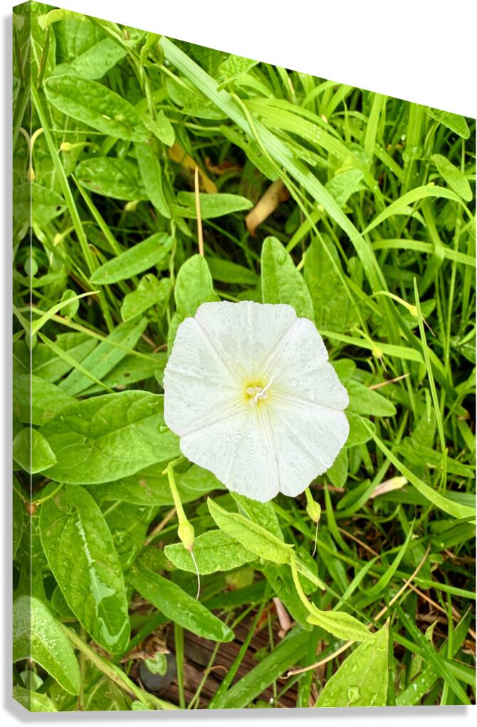 Bindweed Still Life in Nature Canvas Print