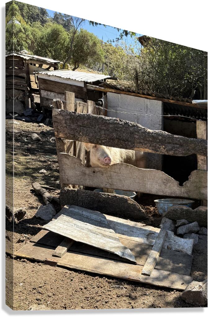 IMG 9517 Canvas Print