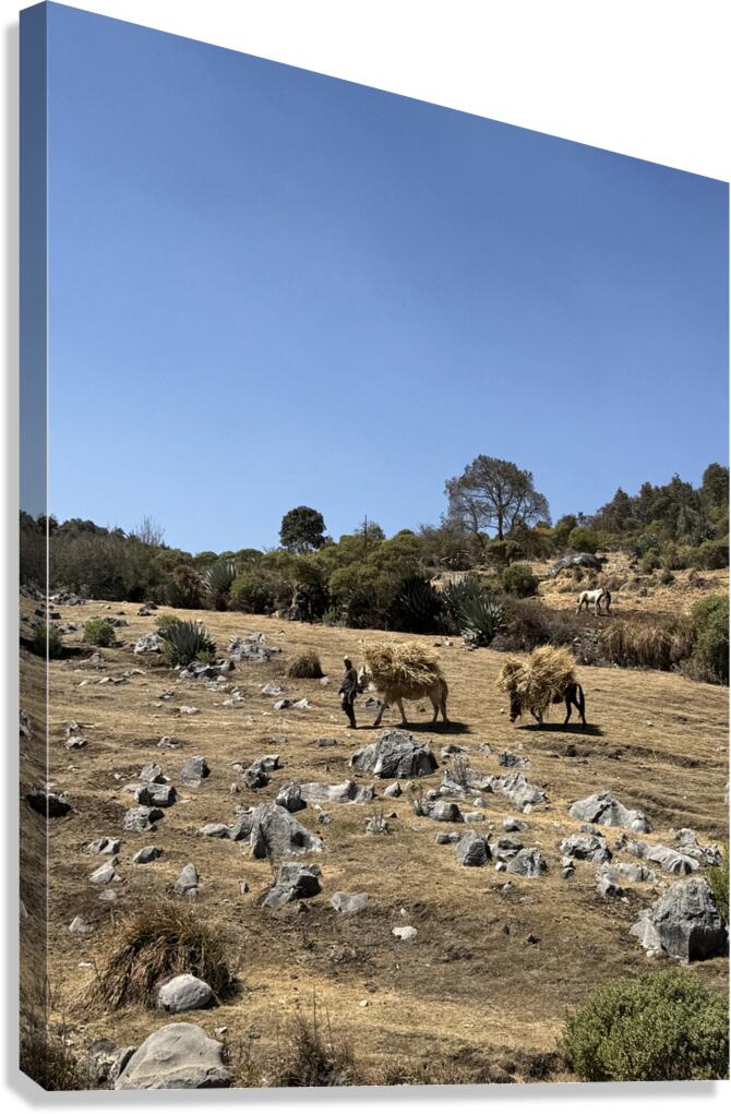 IMG 9555 Canvas Print