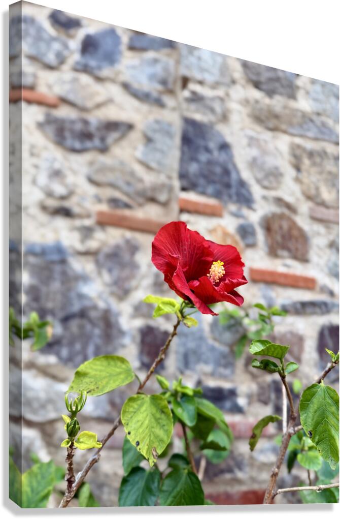 IMG 9956 Canvas Print