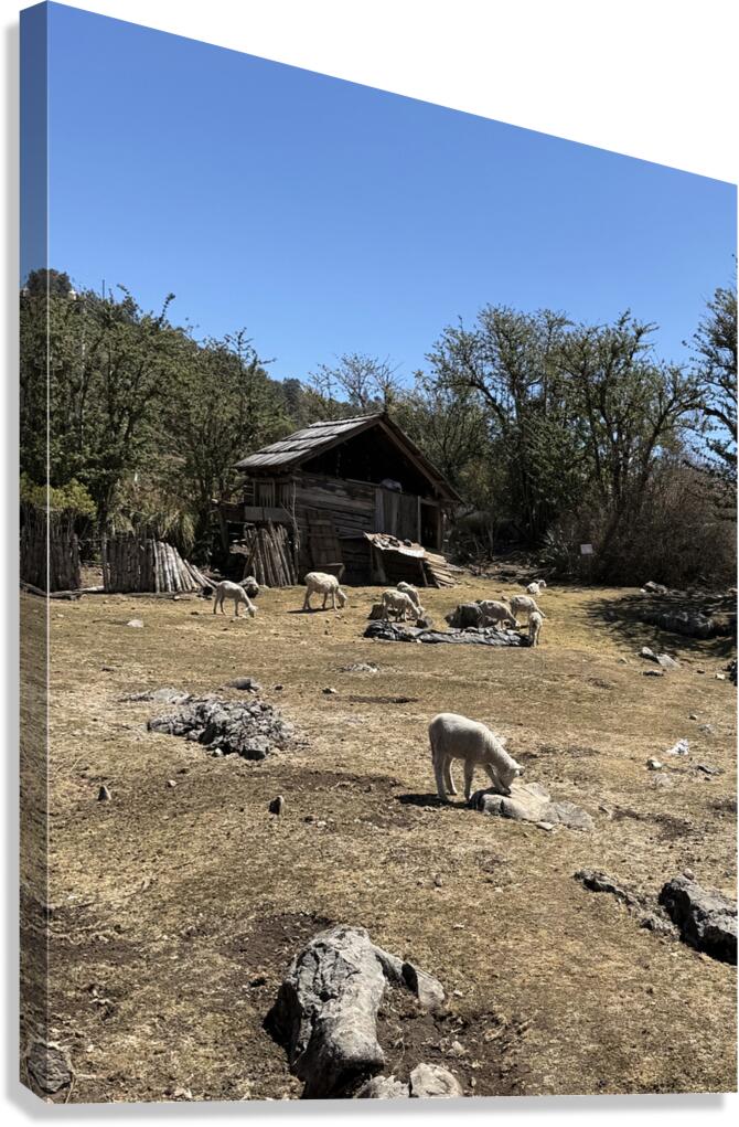 IMG 9504 Canvas Print