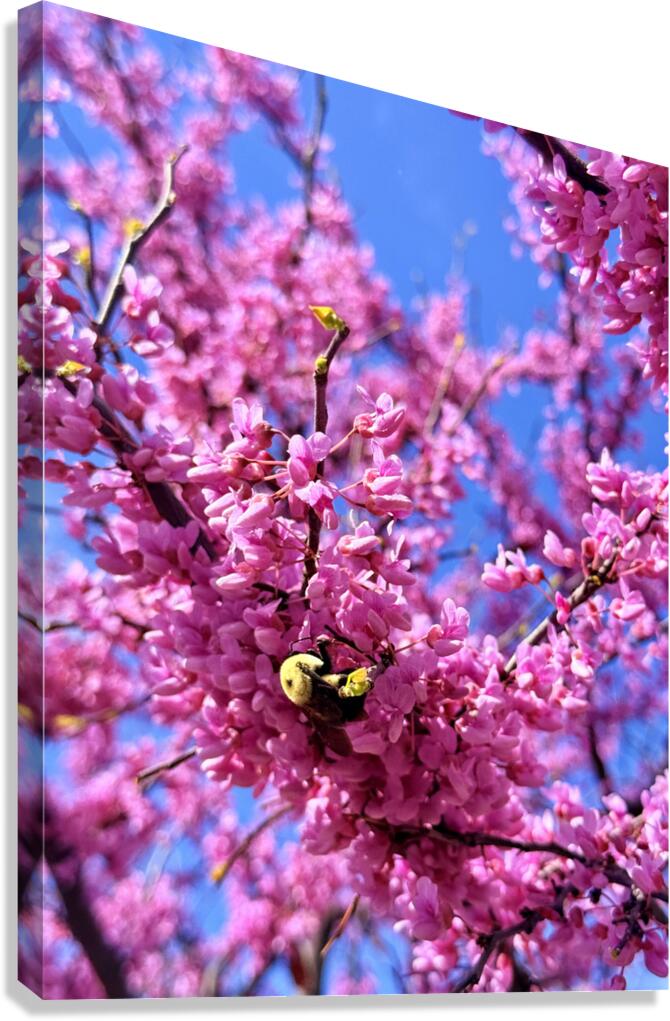 Bloom Diver Canvas Print