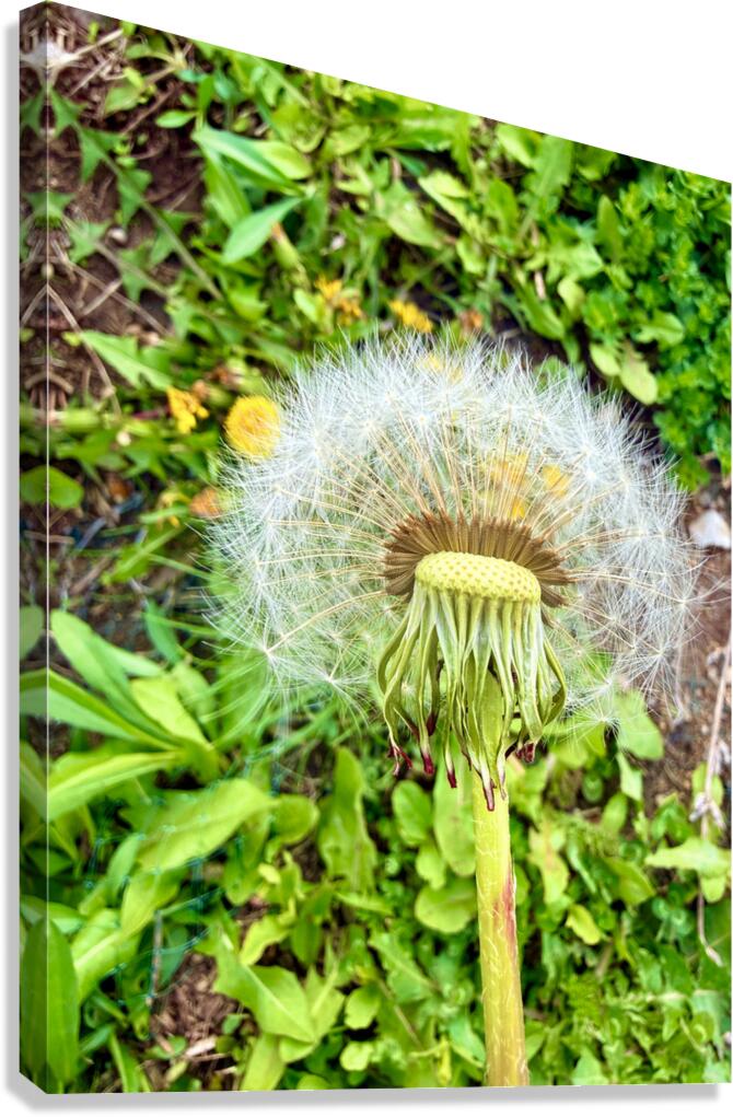 IMG 1757 Canvas Print