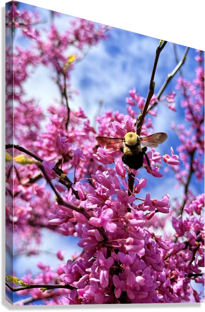 The Bloom Rider Canvas Print