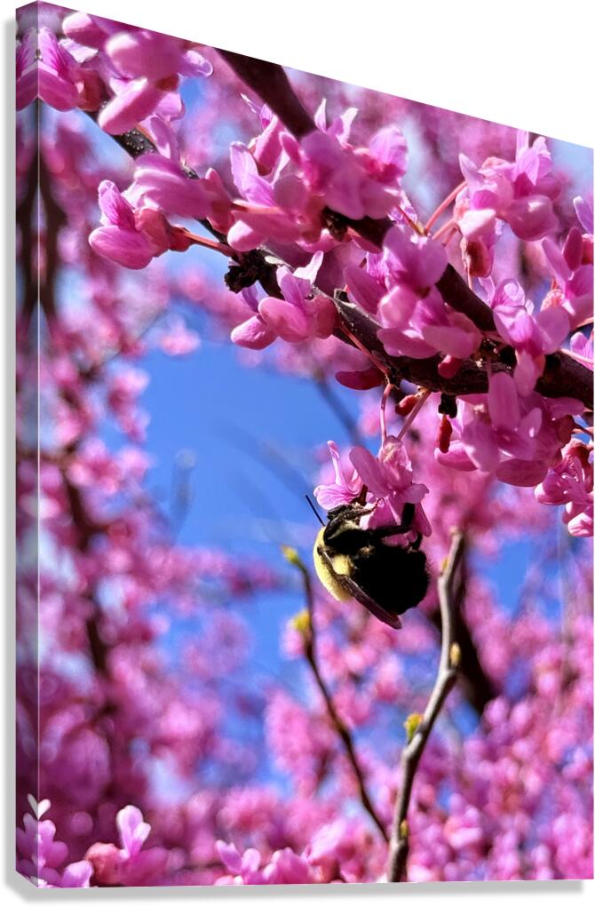 IMG 1648 Canvas Print