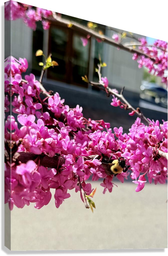 IMG 1627 Canvas Print