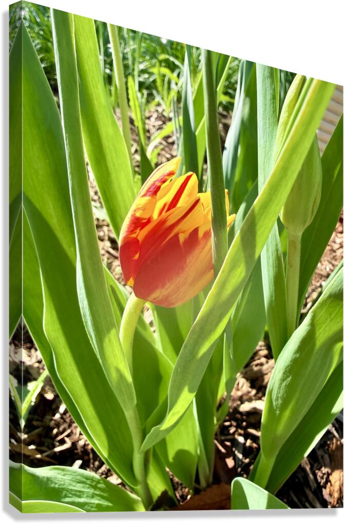 IMG 1605 Canvas Print