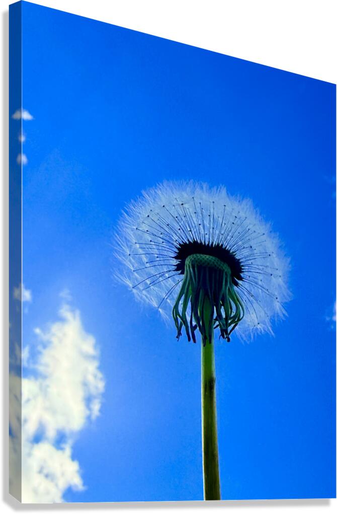 IMG 1762 Canvas Print