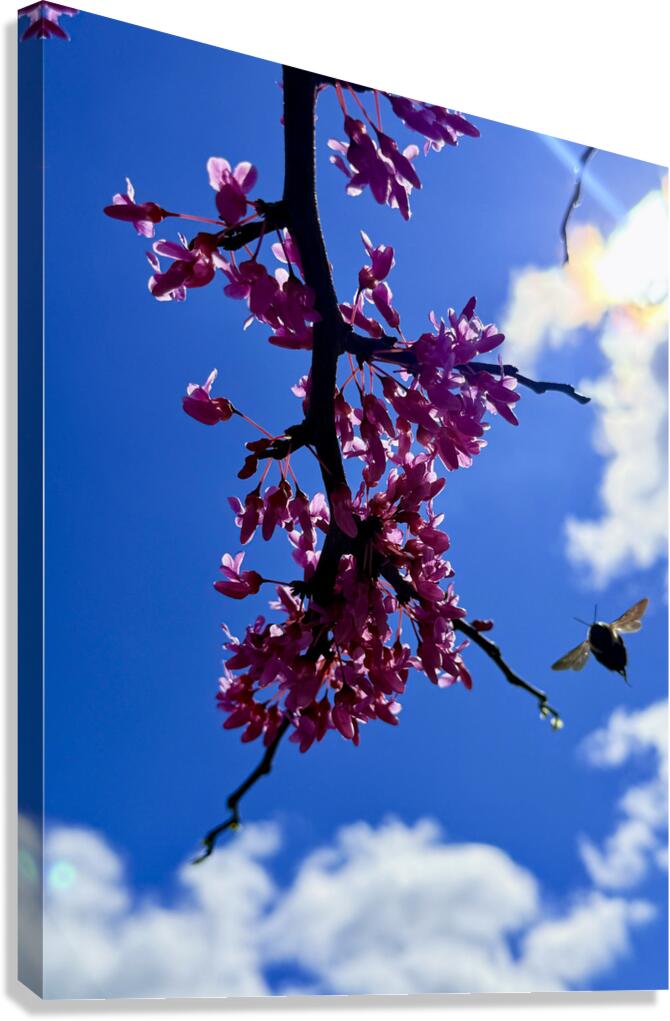 Blossom & Wing Canvas Print
