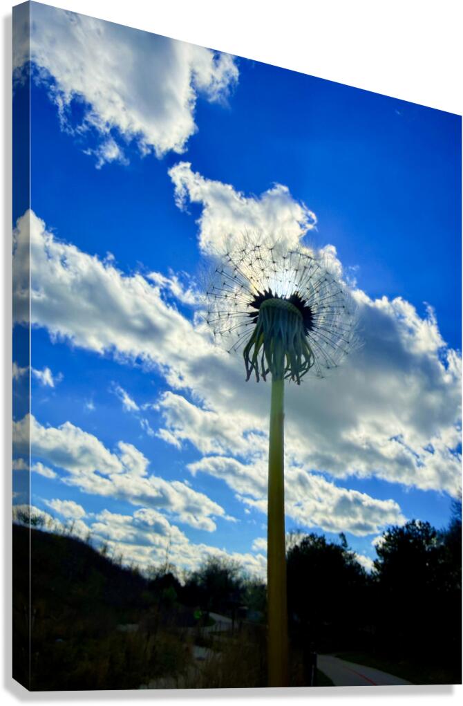 Simply Dandelion Canvas Print