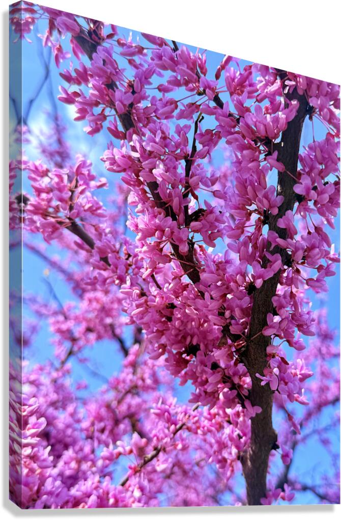 Redbud Riot Canvas Print