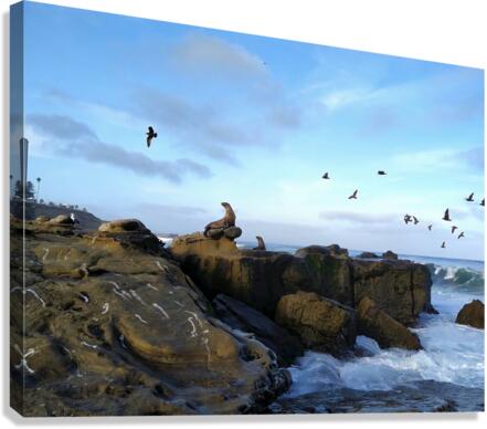 Seal Bird Watching 2 Canvas Print