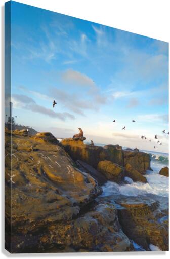 Seal Bird Watching  Canvas Print