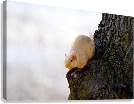 A Blonde Squirrel Moment  Canvas Print