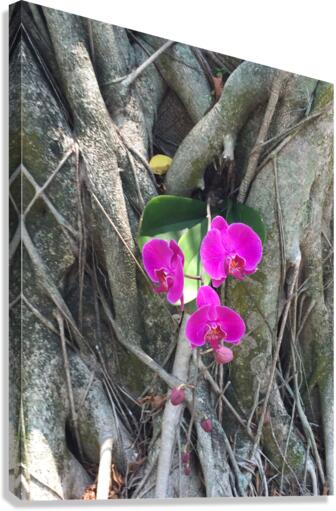 Natural Orchid 1B  Canvas Print