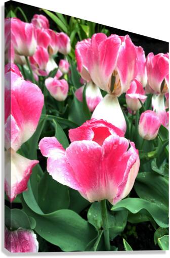 Tulips Are Better Than One Canvas Print