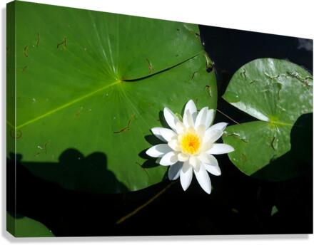 Blooms of Joy 2 Canvas Print