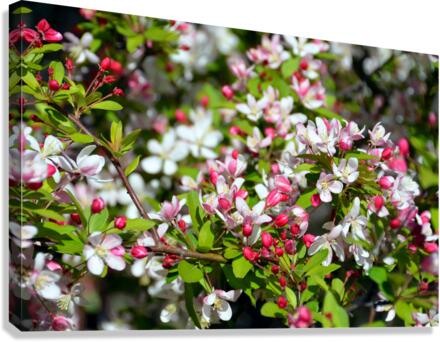 A Berry Cherry Blossom Day to You  Canvas Print