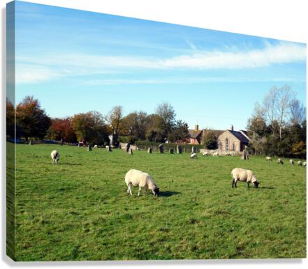 Grazing Fields of Avebury Henge and Stone Circles  Canvas Print