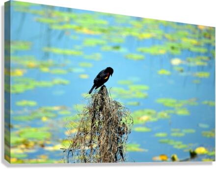 Praying for a Miracle Canvas Print