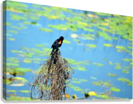 Calling for a Mate Canvas Print