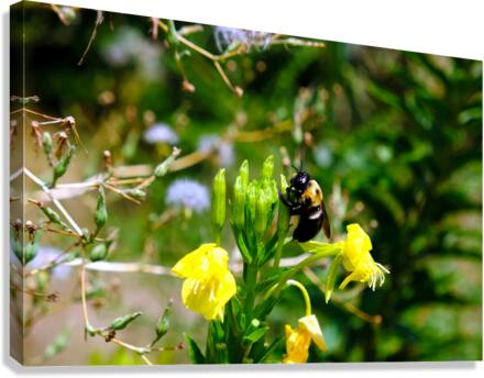 To Bee or Not to Bee  -- Early Bee Gets the Pollen  Canvas Print
