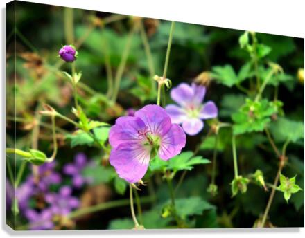 Flower Bloom 8B Canvas Print