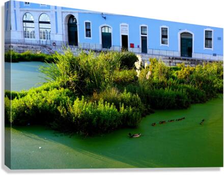 Ducking the Tourists Canvas Print