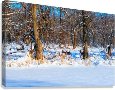 Oh Deer  Canvas Print