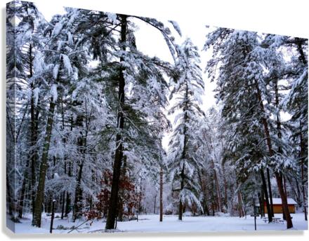 Winter Wonderland  Canvas Print