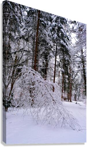 Bowing to Winter 2 Canvas Print