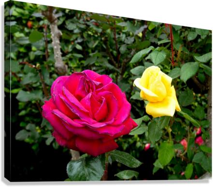 Two Roses  Canvas Print