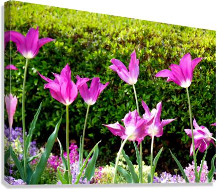 Tulips Singing to the Sun Canvas Print