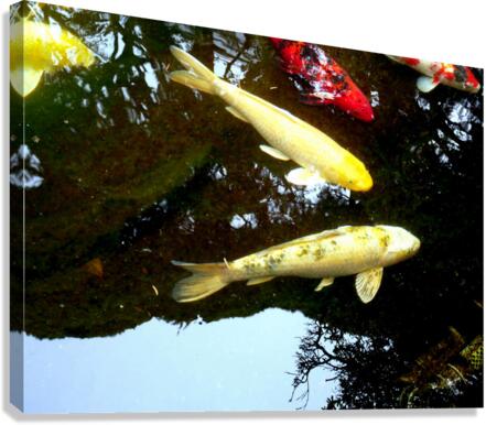 Some Very Coy Koi 2 Canvas Print