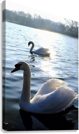 Wings of Love Pair 1B Canvas Print