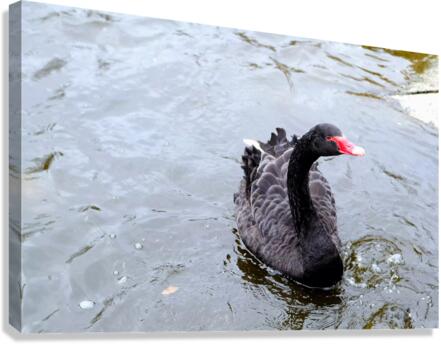 A Black Swan Moment  Canvas Print