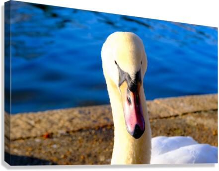 Riverside Swan Close-Up Canvas Print