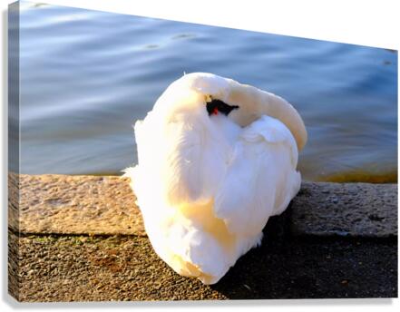 Wake Me Up Later Snoozing Swan  Canvas Print