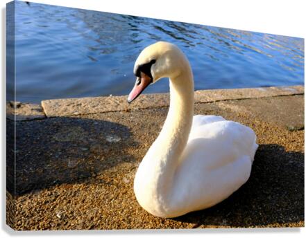 Swan Poses 1B Canvas Print
