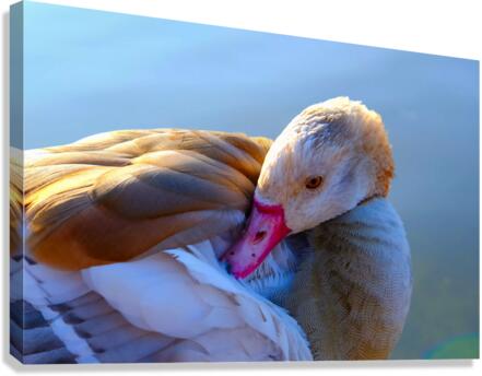 Got My Eye On You Duck Canvas Print