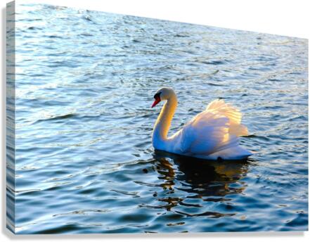 Silent Drift Canvas Print