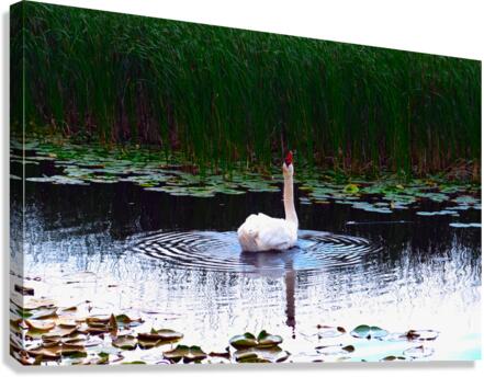 Where Is The Rain  Canvas Print