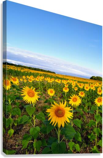Sunflower Field of Sunshine Canvas Print