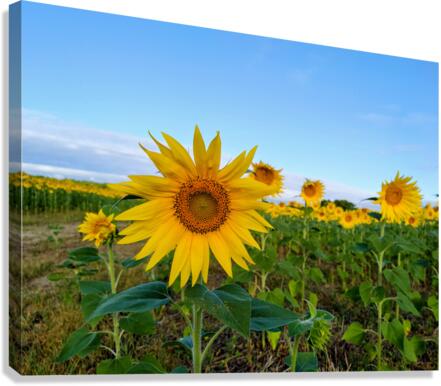 Sunflower Field of Sunshine 2B  Canvas Print