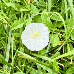 One Wild Bloom : Bindweed Focus