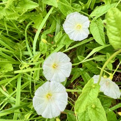 Bindweed Blossoms in the Grass
