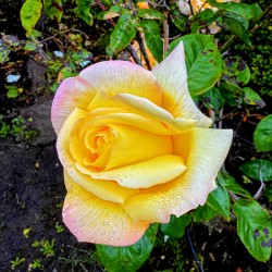Yellow Rose: Velvet Helix