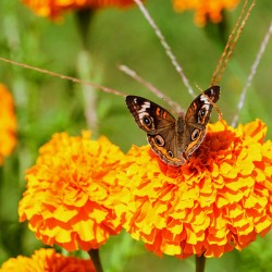 Buckeye Butterfly on Marigold: The Secret Life of Wings and Petals